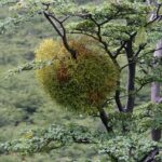 Ramo di quercia con vischio, simbolo di fortuna, in un ambiente domestico.