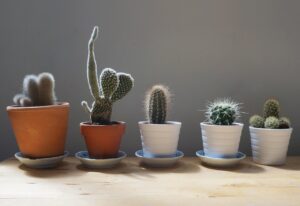 Cactus esposti a luce eccessiva, evidenziando i segni di stress e appassimento.