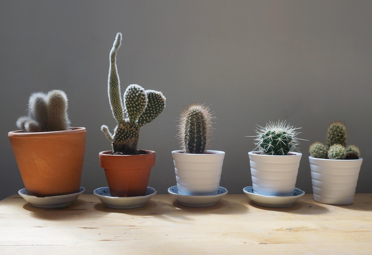 Cactus esposti a luce eccessiva, evidenziando i segni di stress e appassimento.