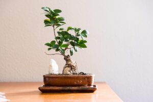 Bonsai ficus ginseng con foglie verdi, evidenziato il rischio di perdita in caso di spostamenti o correnti d'aria.