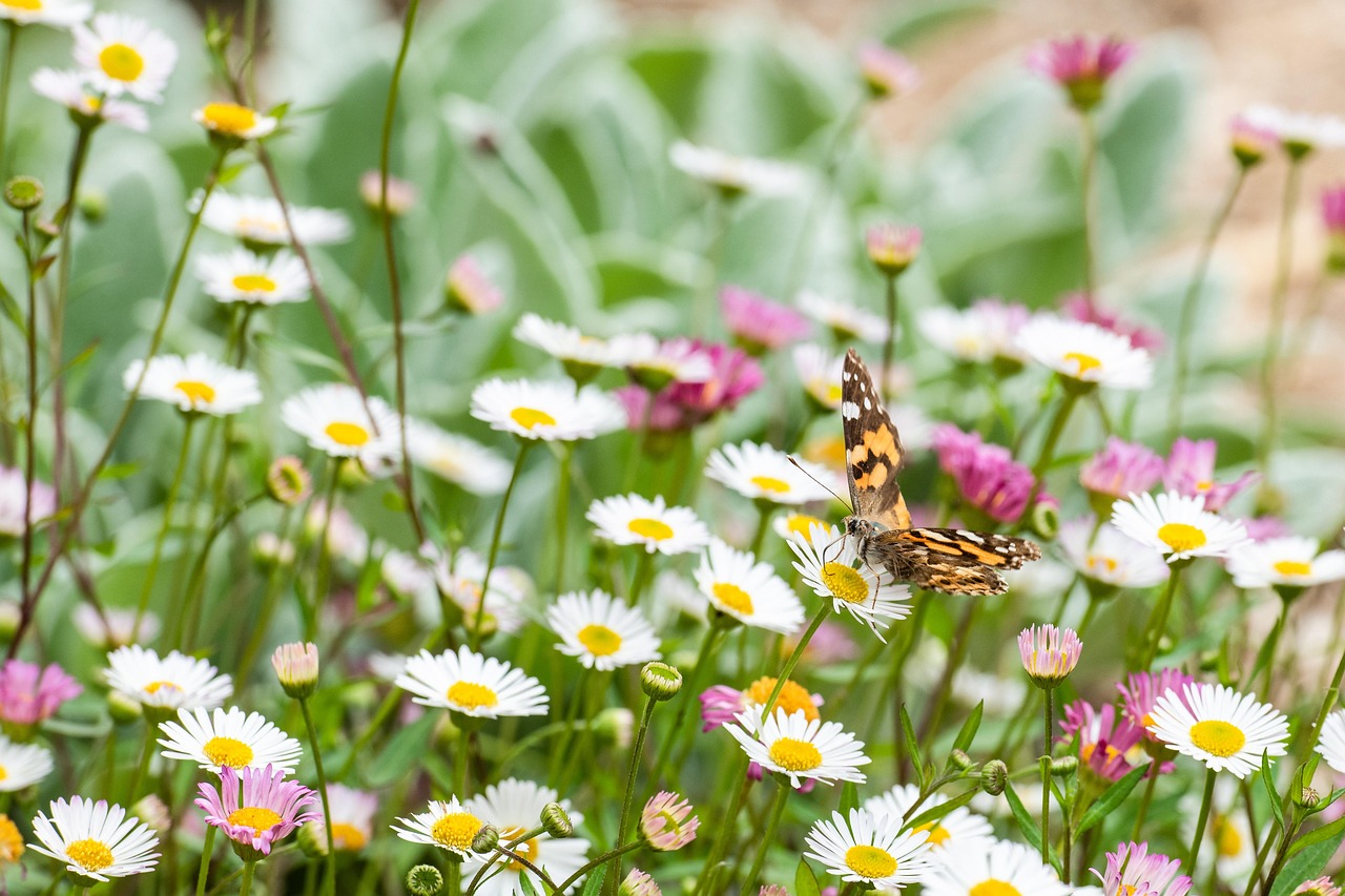 Farfalle colorate che si posano su fiori nel giardino, circondato da piante attrattive.