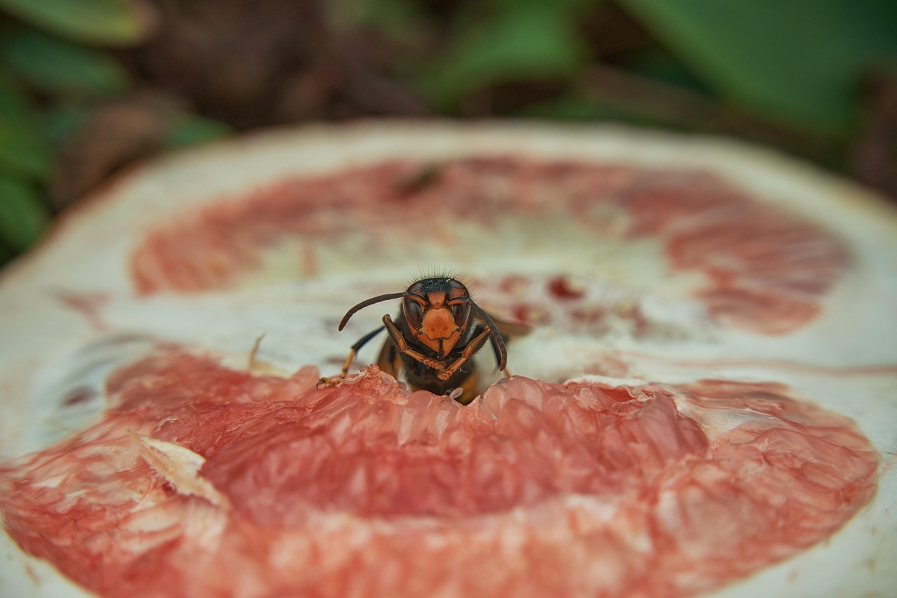 Calabrone nel giardino, con rimedi naturali per tenerli lontani.