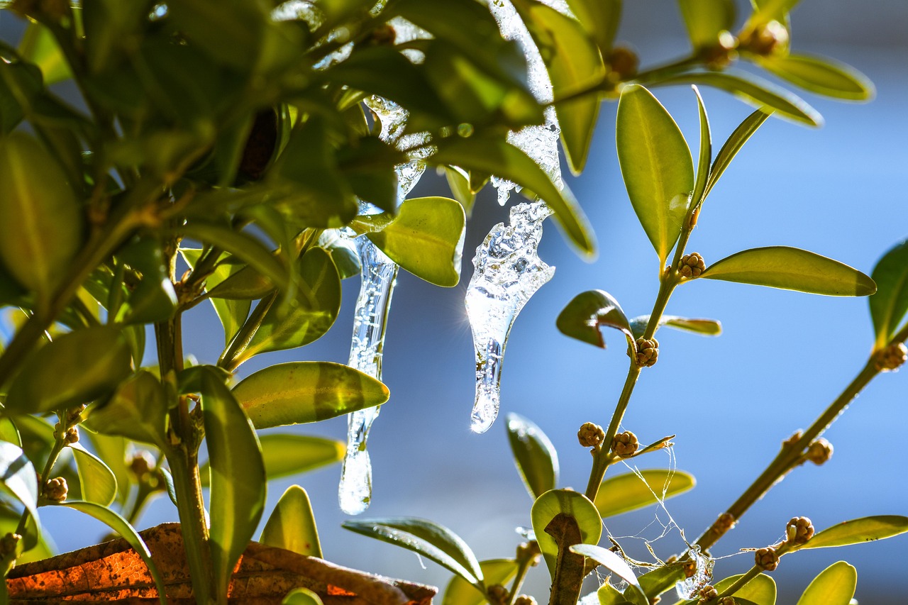 Piante coperte da tessuto non tessuto per proteggerle dal freddo in un giardino invernale.