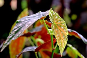 Begonia maculata con foglie a pois verdi e bianchi su sfondo naturale.