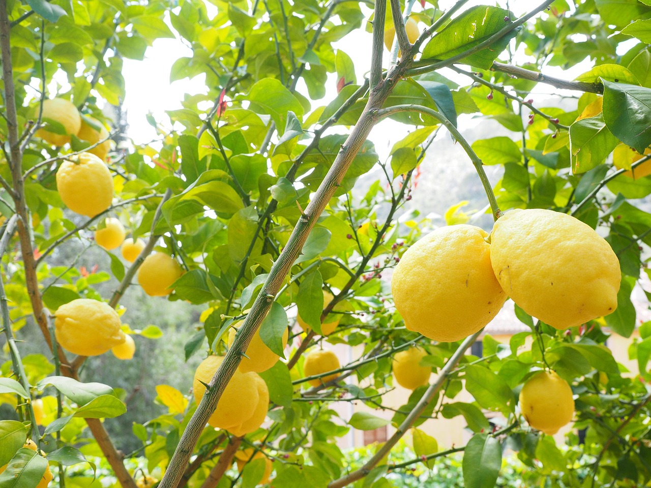 Concime naturale per limoni, ingredienti e preparazione per una fioritura rigogliosa.