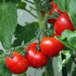 Pomodori freschi e succosi in giardino, pronti per la potatura e concimazione.