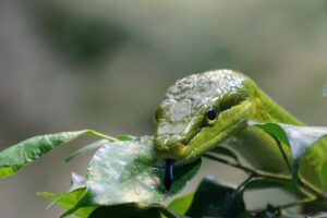 Albero da frutto con foglie verdi, esemplare da evitare in giardino per la presenza di serpenti.