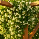 Gelsomino rustico: la pianta rampicante resistente per ogni giardino